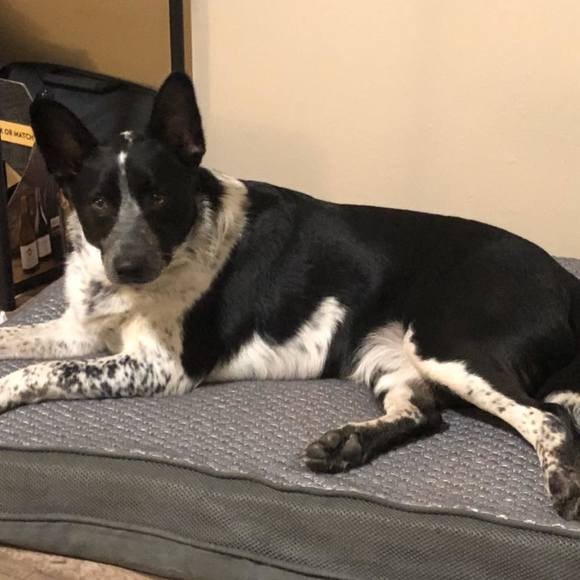 Meet your Posher, Cherri - Picture 1 of 1